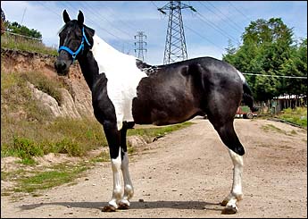 COMANCHE