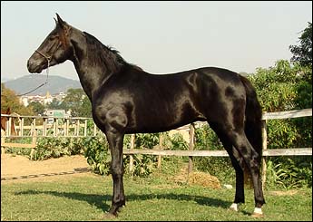 AQUILES DA ELI