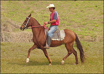 HIMALAIA GLÓRIA