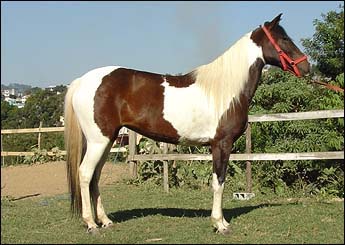 BAIANA HVR