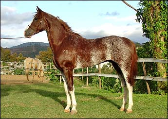 CIGANO LC