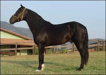 OGUM