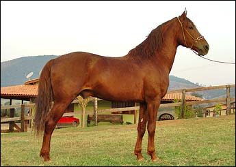 BARÃO