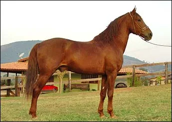 BARÃO