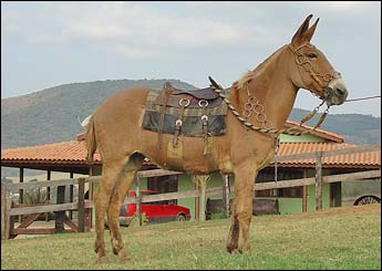 CHALANA