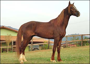 GINCANO