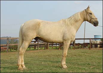 MARENGO