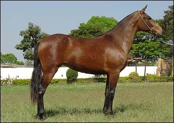 DISTINTA DAS MINAS GERAIS