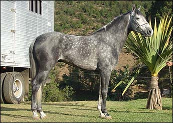 VENETO DA CACHOEIRINHA