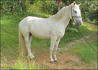 BATORÉ