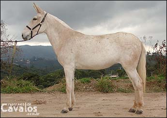 XUXA