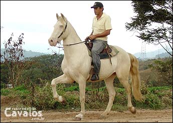 MAGNÍFICO