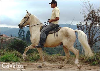 DOURADO