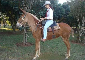 DOURADA DO RA