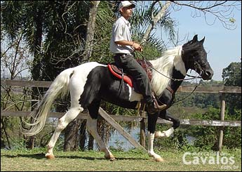 GIPSY TERRA VIVA