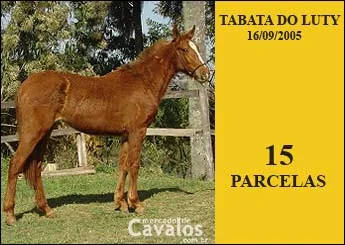 TABATA DO LUTY