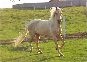 JULLY HS