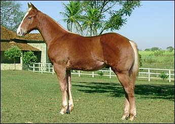 FUTURE COLT HRP
