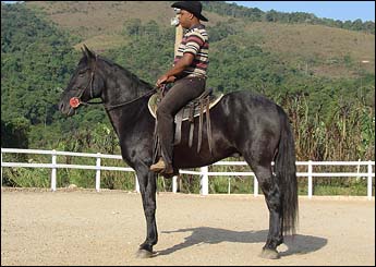 DIESEL MONTENEGRO