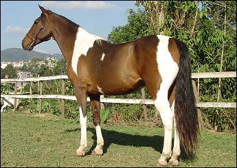 DOLLAR DO LUTY