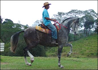 NAMORADEIRA DO MORRO GRANDE