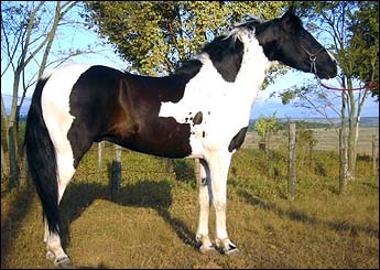 CRISANTIMO DO MAMU
