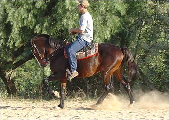 ESTRELA VHC