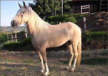 BRIDA