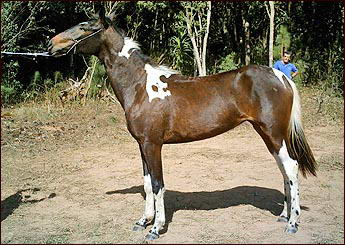 GATA DO ORGIN