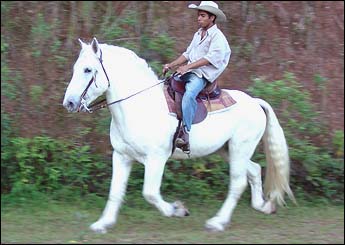 SANSÃO