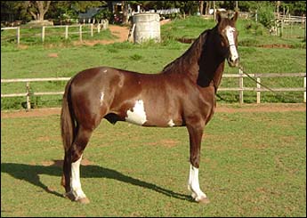 ESCUDO RB