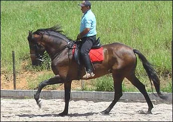 VADÃO DA CEVERA