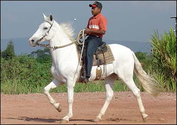 MAGNO