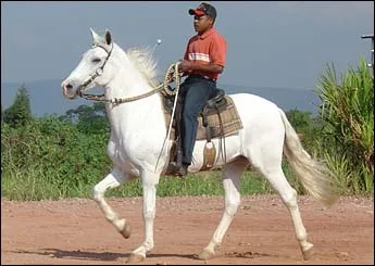 MAGNO