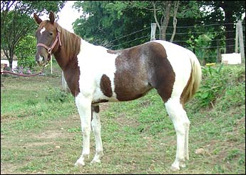 BEST SOLANO 3P