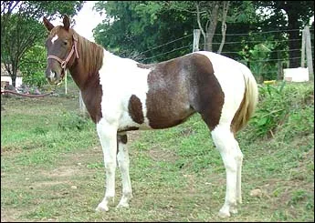 BEST SOLANO 3P