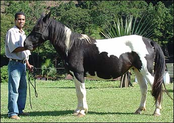 TIAZINHA