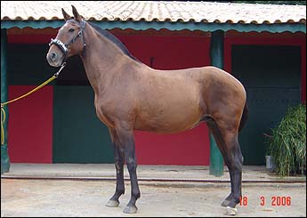 PRESUMIDA DO TOP