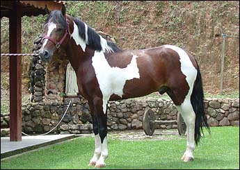 NAVEGANTE HSC