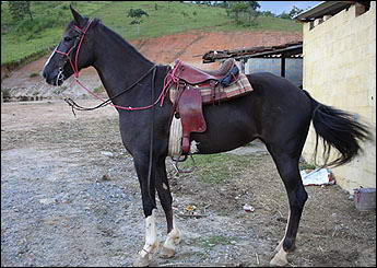 LUA MT