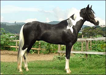 DIAMANTE JOPJ