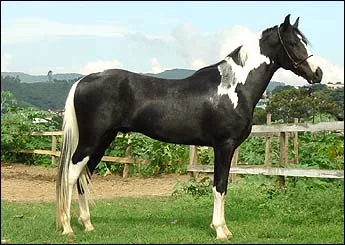 DIAMANTE JOPJ