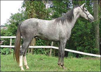 MISTÉRIO DA CLAREIRA