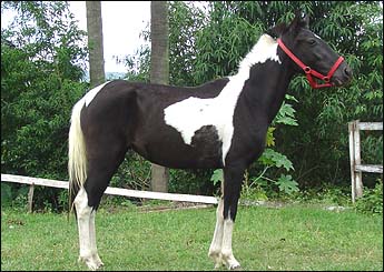 BELINHA DO LUTY