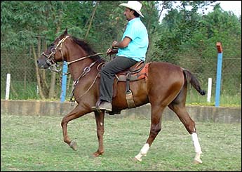 SEGREDO DO JM