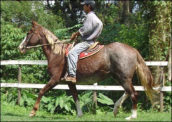 COTOVIA DX