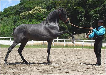 XAVANTE RPS