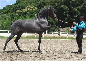 XAVANTE RPS