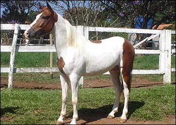 CARDEAL RA