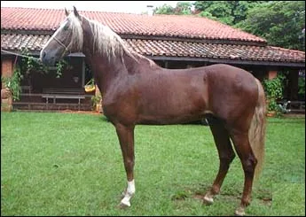 GIGANTE RA